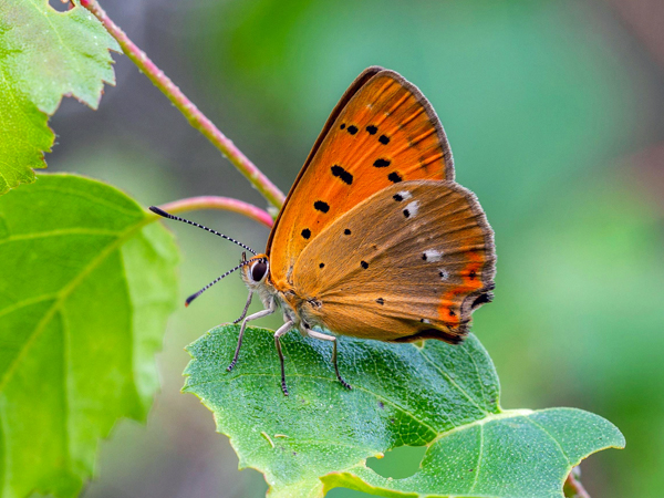 A butterfly on a leaf